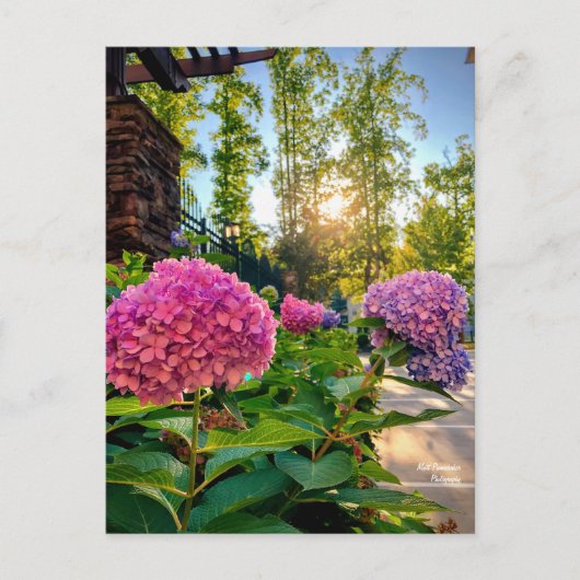 Hydrangea Postcard! Postkarte (Vorderseite)