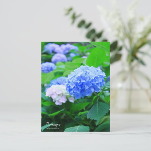 Hydrangea:Postcard Postkarte (Stehend Vorderseite)