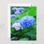 Hydrangea:Postcard Postkarte (Vorne/Hinten)