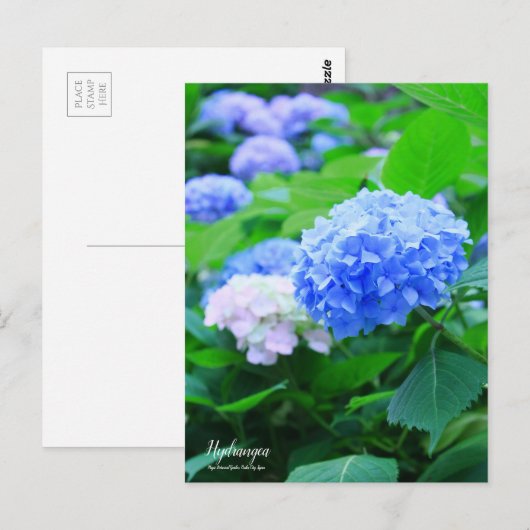 Hydrangea:Postcard Postkarte (Vorne/Hinten)
