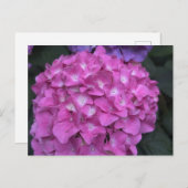 Hydrangea Postcard Postkarte (Vorne/Hinten)