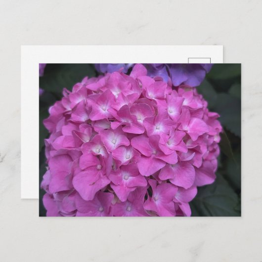 Hydrangea Postcard Postkarte (Vorne/Hinten)