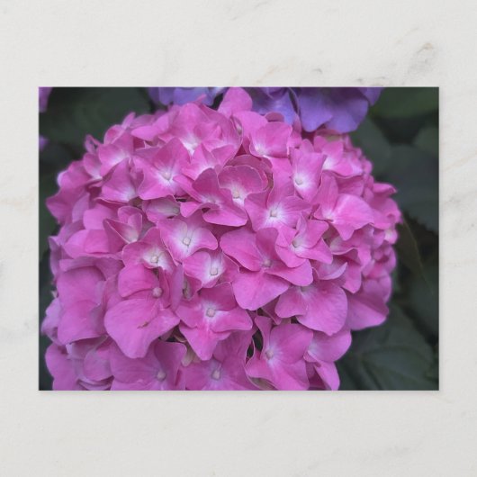 Hydrangea Postcard Postkarte (Vorderseite)