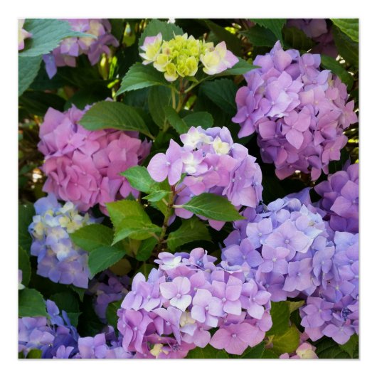 Hydrangea Poster (Vorderseite)