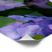 Hydrangea Poster (Ecke)