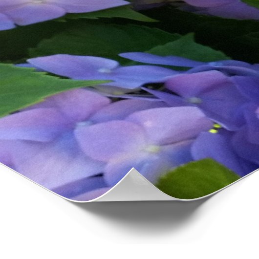 Hydrangea Poster (Ecke)