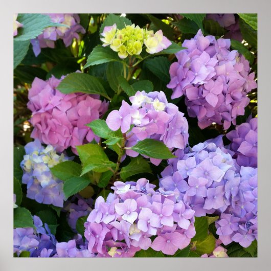 Hydrangea Poster (Vorne)