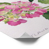 Hydrangea Poster (Ecke)