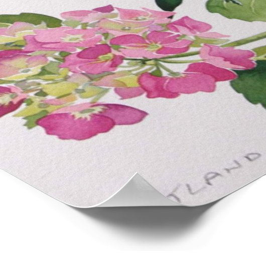 Hydrangea Poster (Ecke)