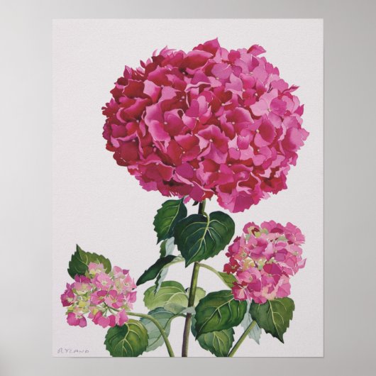 Hydrangea Poster (Vorne)