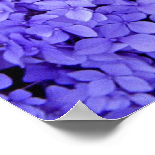 Hydrangea Poster (Ecke)