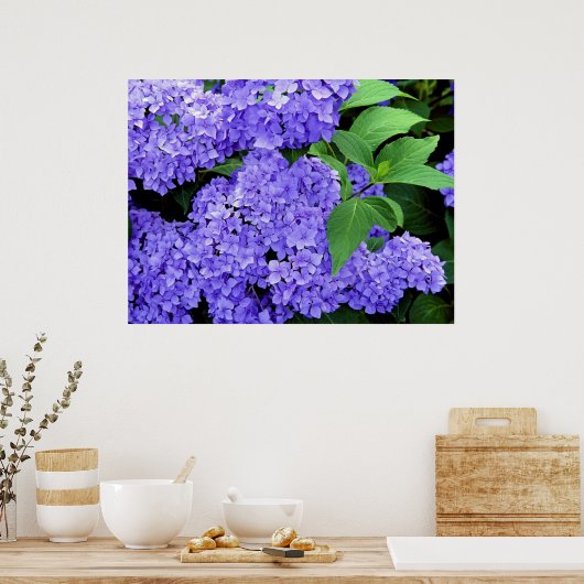 Hydrangea Poster (Küche)