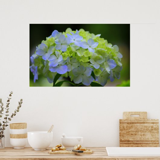Hydrangea Poster (Küche)