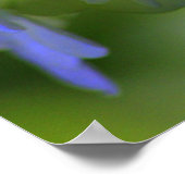 Hydrangea Poster (Ecke)