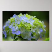Hydrangea Poster (Vorne)