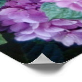Hydrangea Poster (Ecke)