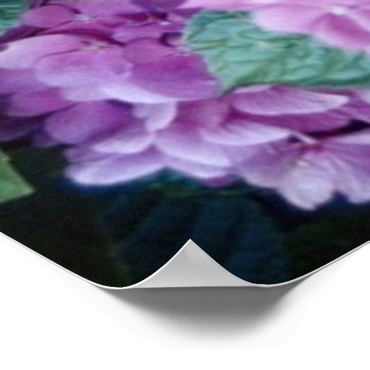 Hydrangea Poster (Ecke)