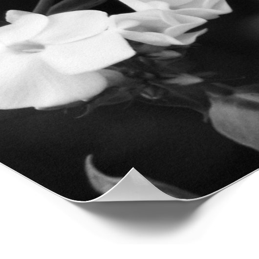 Hydrangea Poster (Ecke)