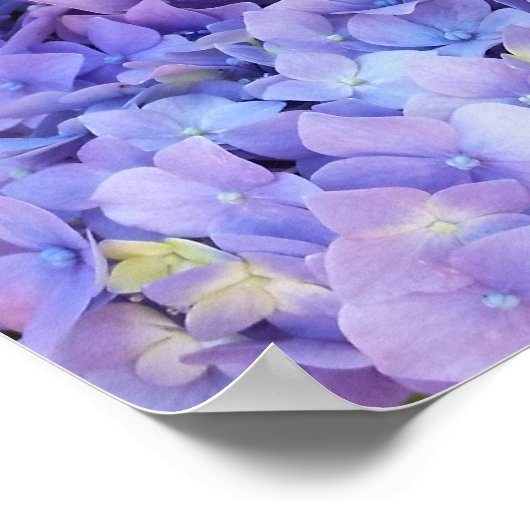 Hydrangea Poster (Ecke)