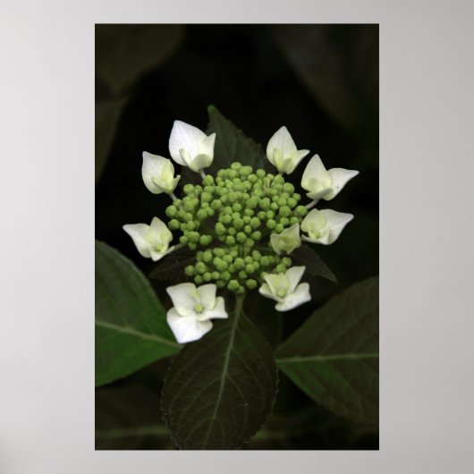 Hydrangea Poster (Vorne)