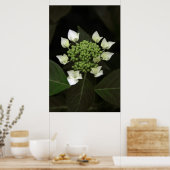 Hydrangea Poster (Küche)