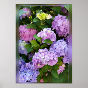 Hydrangea Poster