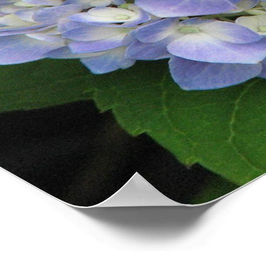 Hydrangea Poster (Ecke)