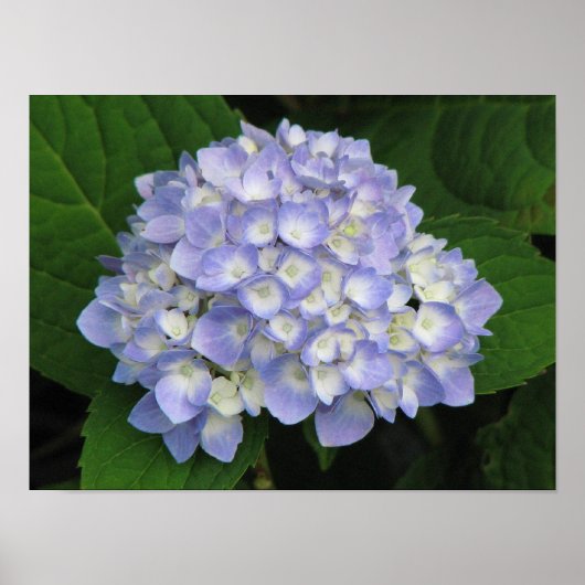 Hydrangea Poster (Vorne)