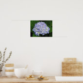 Hydrangea Poster (Küche)