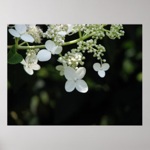 Hydrangea Poster