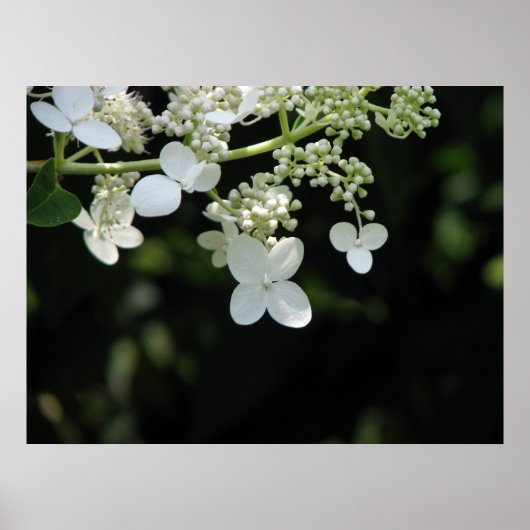 Hydrangea Poster (Vorne)