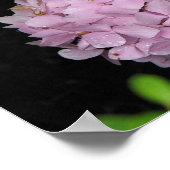 Hydrangea Poster (Ecke)