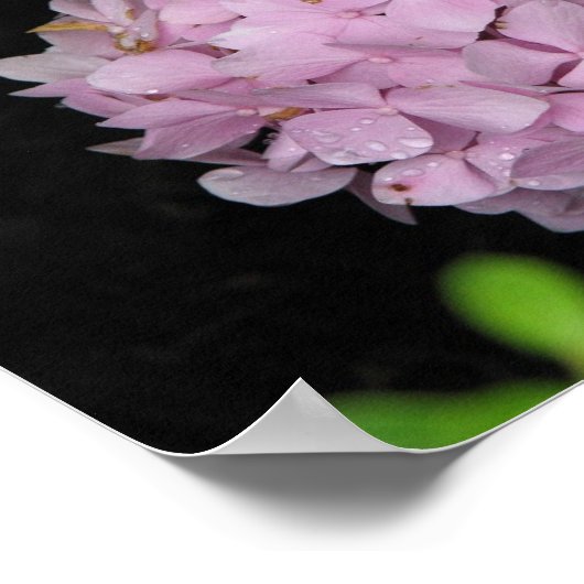 Hydrangea Poster (Ecke)
