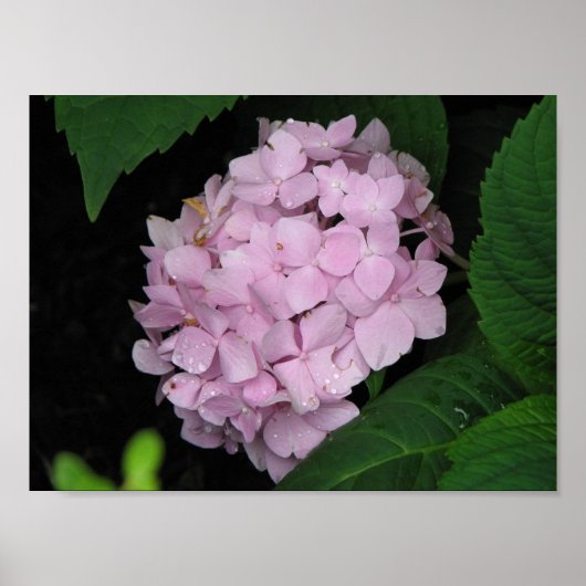 Hydrangea Poster (Vorne)