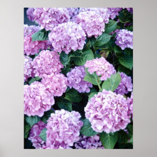 Hydrangea-Poster Poster