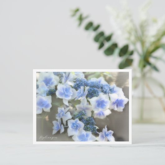Hydrangea Postkarte (Stehend Vorderseite)