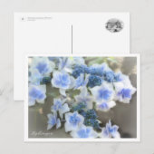 Hydrangea Postkarte (Vorne/Hinten)