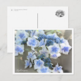 Hydrangea Postkarte