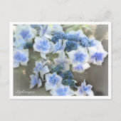 Hydrangea Postkarte (Vorderseite)