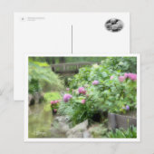 Hydrangea Postkarte (Vorne/Hinten)