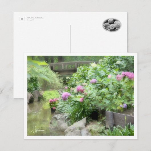 Hydrangea Postkarte (Vorne/Hinten)
