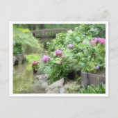 Hydrangea Postkarte (Vorderseite)