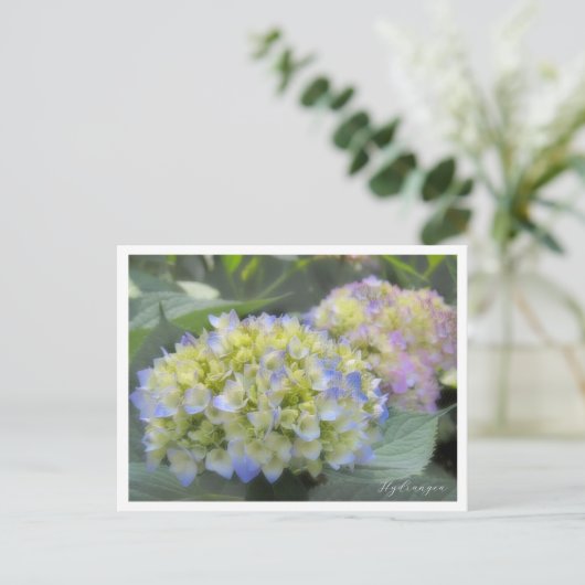 Hydrangea Postkarte (Stehend Vorderseite)
