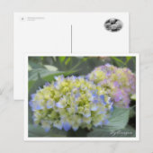 Hydrangea Postkarte (Vorne/Hinten)