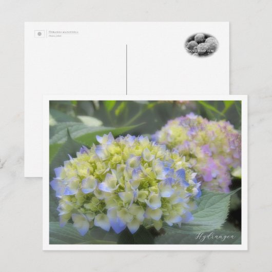 Hydrangea Postkarte (Vorne/Hinten)