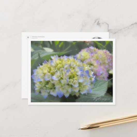 Hydrangea Postkarte (Vorderseite/Rückseite Beispiel)