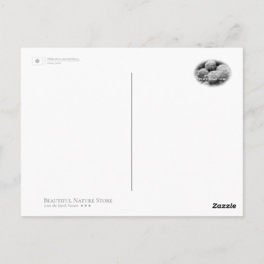 Hydrangea Postkarte (Rückseite)