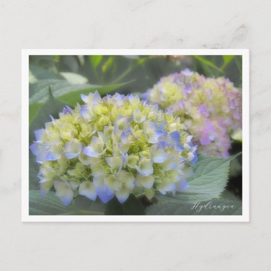 Hydrangea Postkarte (Vorderseite)