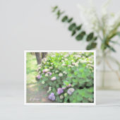 Hydrangea Postkarte (Stehend Vorderseite)