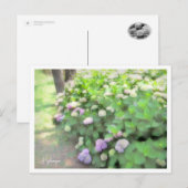 Hydrangea Postkarte (Vorne/Hinten)